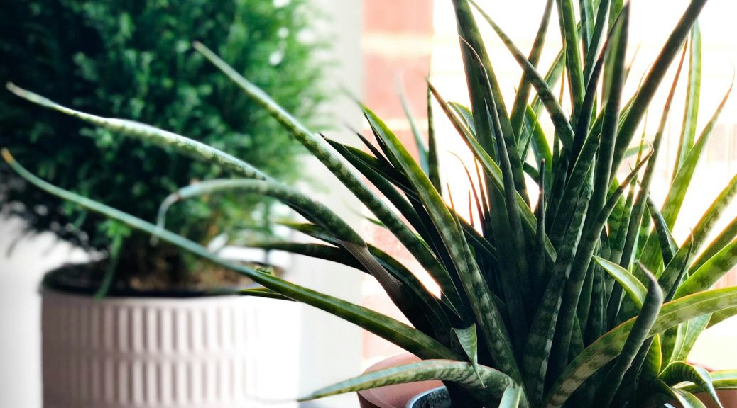 green plants on brown pot