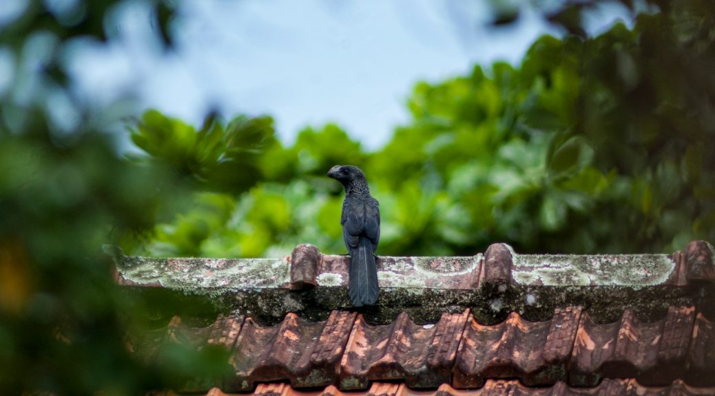 black bird on the roof